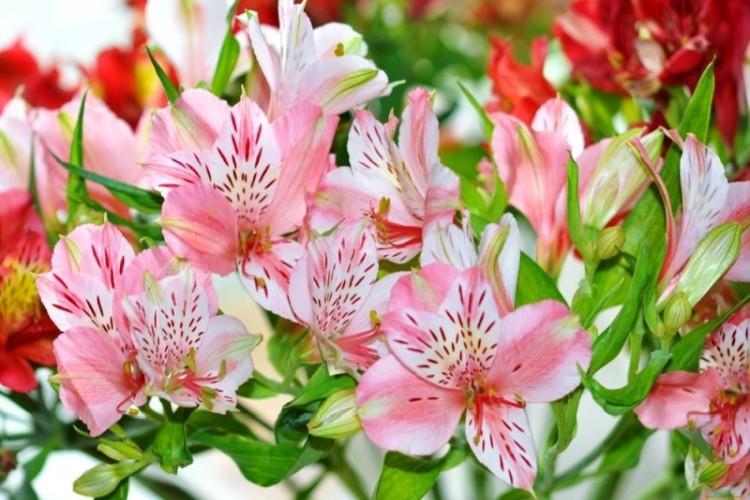 Alstroemeria (60 fotó): az ellátás típusai és jellemzői