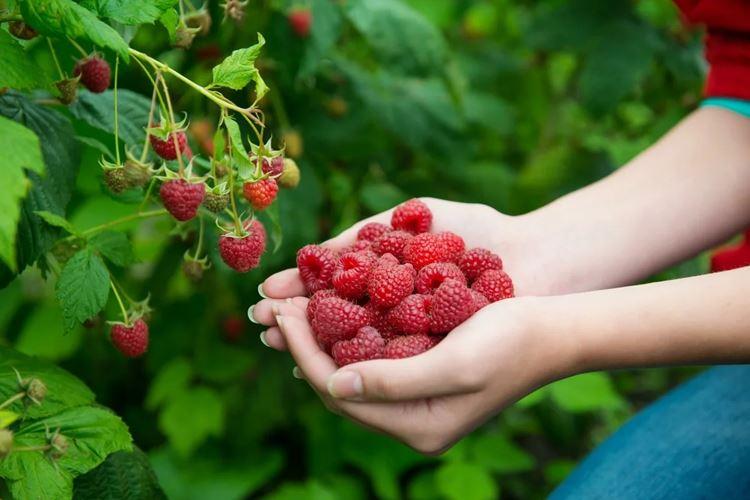 Hogyan és hogyan kell tavasszal etetni a málnát