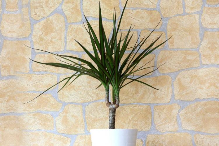 Dracaena (70 fotó): az ellátás típusai és jellemzői