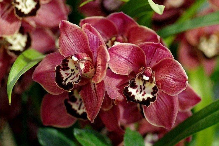 Orchid species: names, photos and descriptions (catalog)