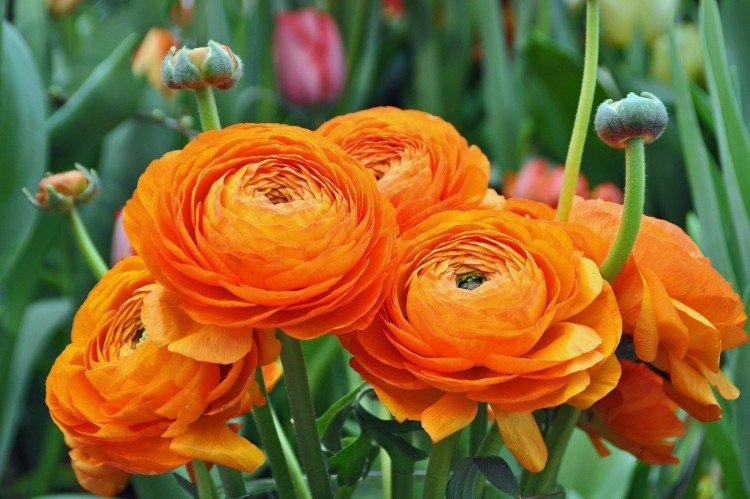 Ranunculus (60 de fotografii): tipuri, plantare și îngrijire adecvată