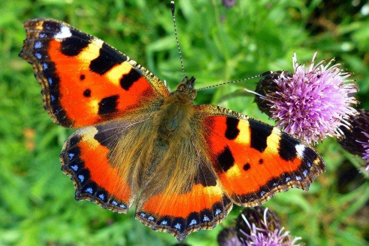 Urticaire papillon (50 photos): description, types et habitat