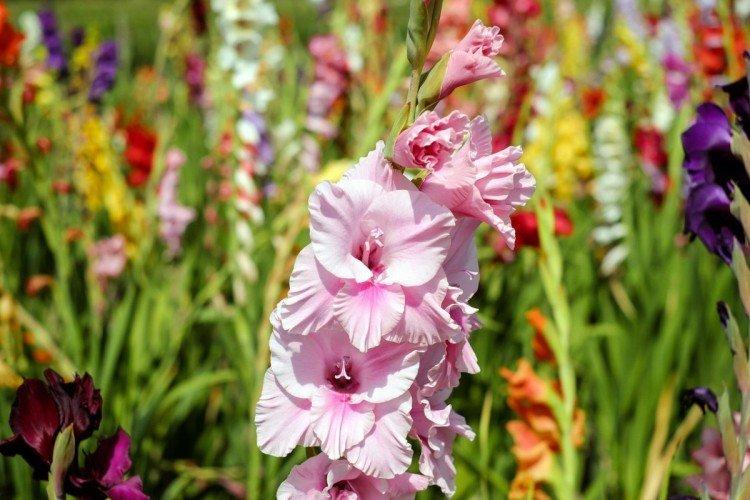 Gladioli (50 fotó): típusok, megfelelő gondozás és termesztés