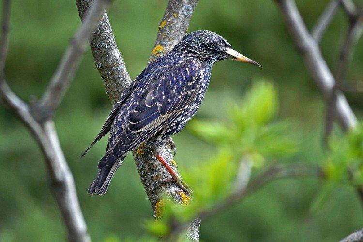 Starling (50 de fotografii): descrierea păsării, habitatului și a ceea ce mănâncă