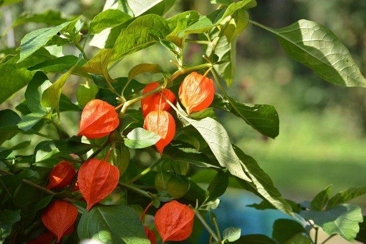 Physalis (60 fotó): típusok, gondozás és ültetés nyílt területen