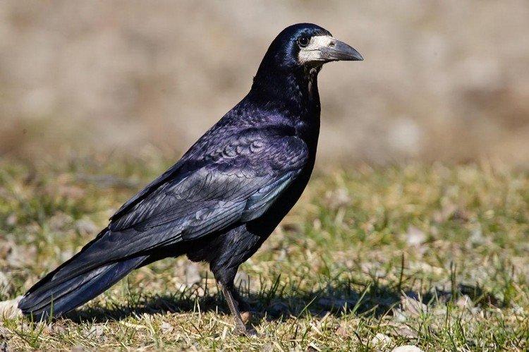 Rook (60 photos): description de l'oiseau, ce qu'il mange et où il vit