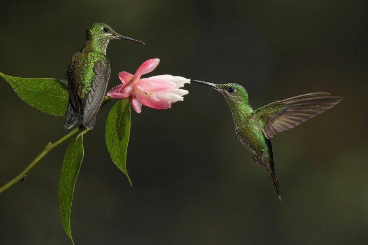 Kolibri (50 fotó): a madár leírása, mit eszik és hol él