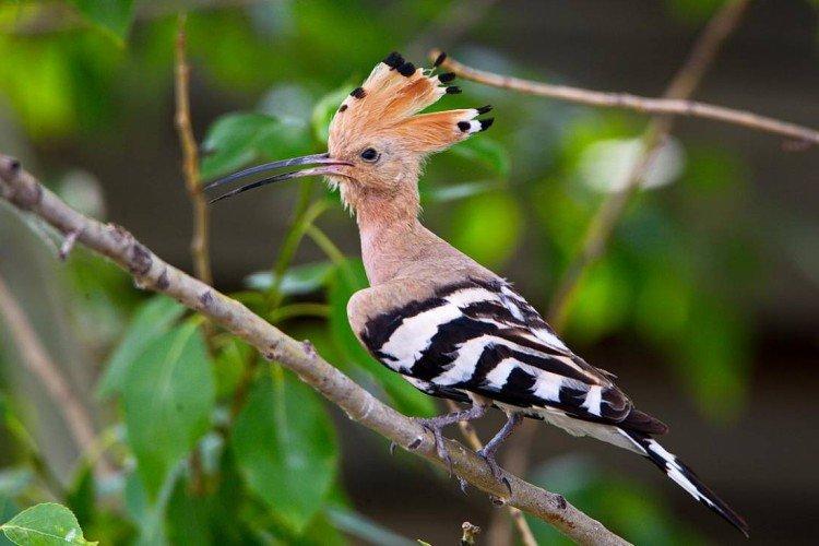 Hoopoe (50 fotó): a madár leírása, mit eszik és hol él