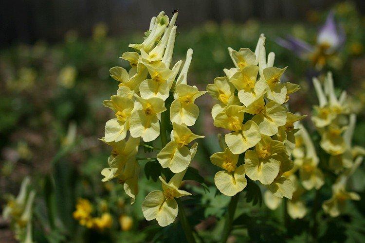 Corydalis (50 de fotografii): tipuri, îngrijire și plantare în câmp deschis