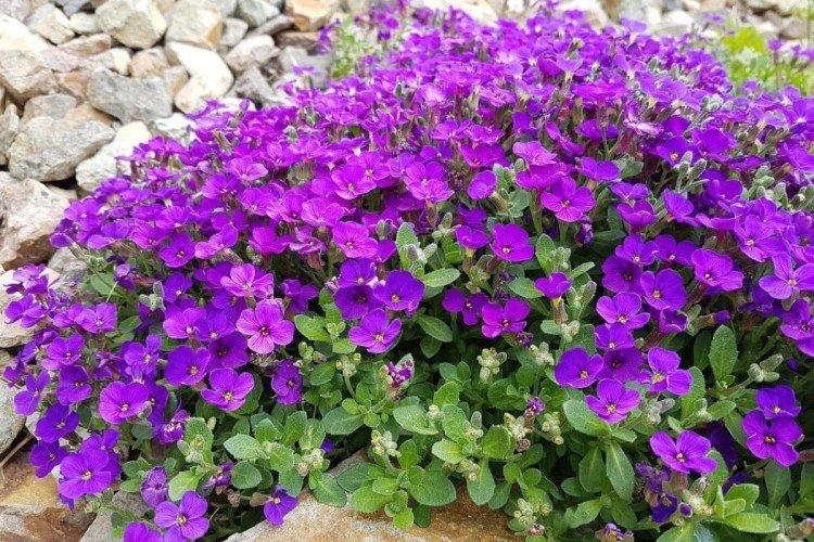 Aubrieta (60 photos): types, plantation et soins en plein champ