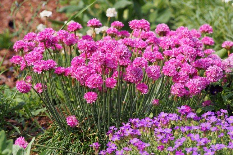 Armeria (50 photos): types, soins et plantation en plein champ