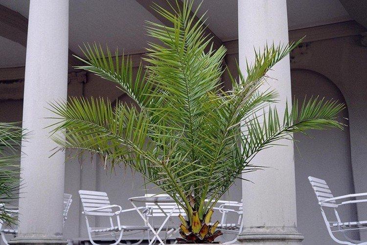 Palmier de curmale (50 de fotografii): tipuri, îngrijire și cultivare la domiciliu