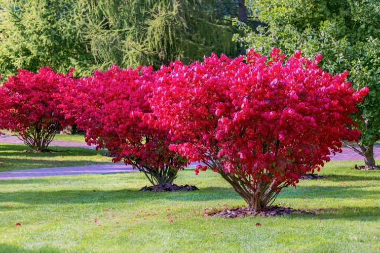 Euonymus (50 photos): types, planting and proper care