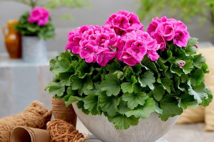 Geranium: home care, reproduction and transplant