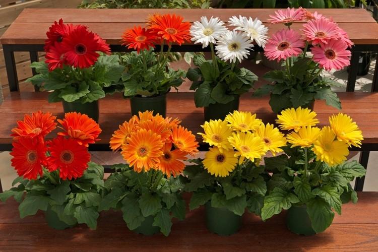 Gerbera (70 fotó): az ellátás típusai és jellemzői