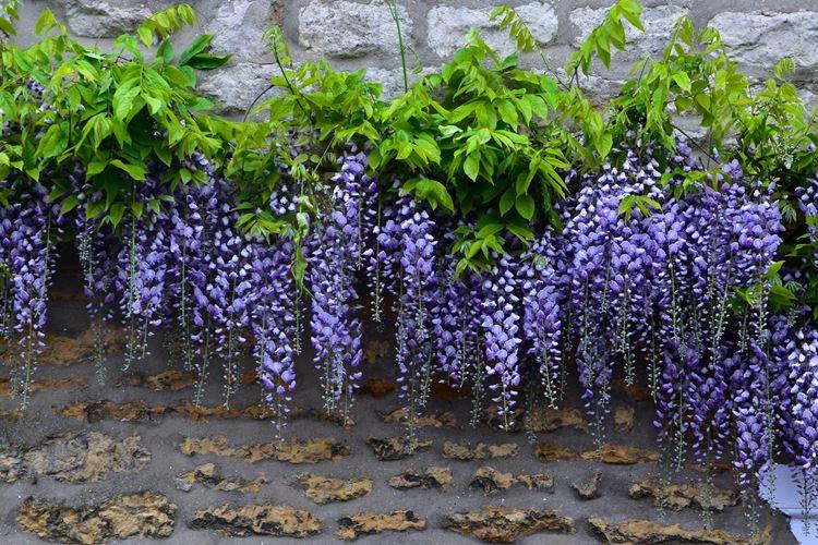 Wisteria (60 fotó): az ellátás típusai és jellemzői