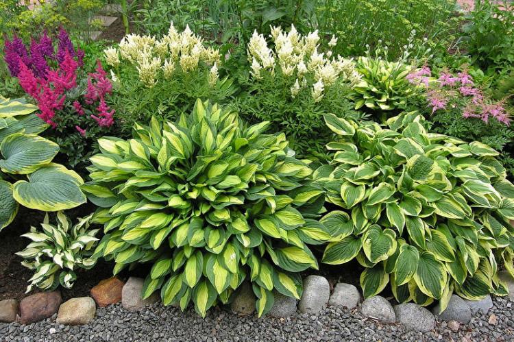 Hosta (70 fotó): ültetés és gondozás, termesztés