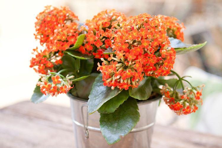 Kalanchoe (60 photos): types and features of care