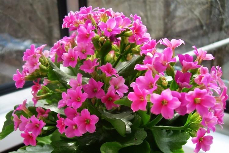 Kalanchoe: home care, reproduction and transplant