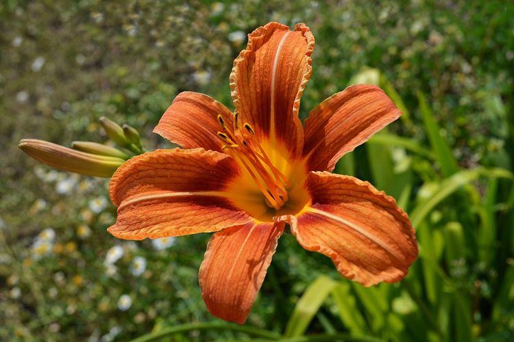 Daylily (70 fotó): az ellátás típusai és jellemzői