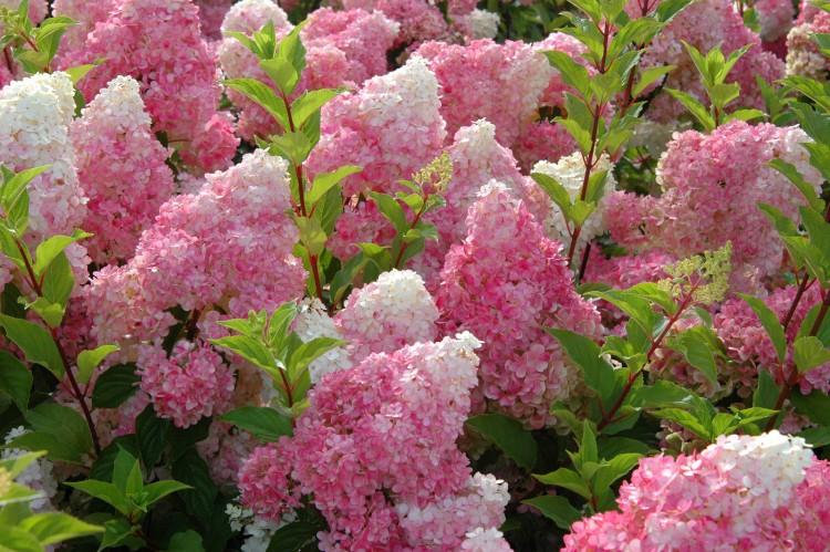 Hortensia panicule: variétés avec photos et noms