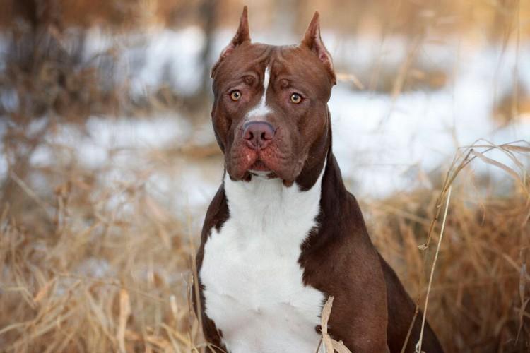 Pit Bull (American Pit Bull Terrier): breed description, character and care