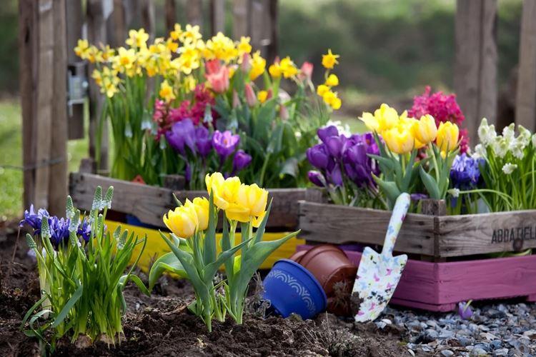 Fleurs de jardin qui fleurissent tout l'été: photos et noms