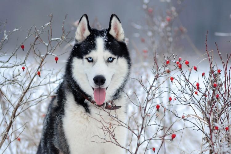 Szibériai husky (60 fotó): a fajta leírása, karaktere és gondozása