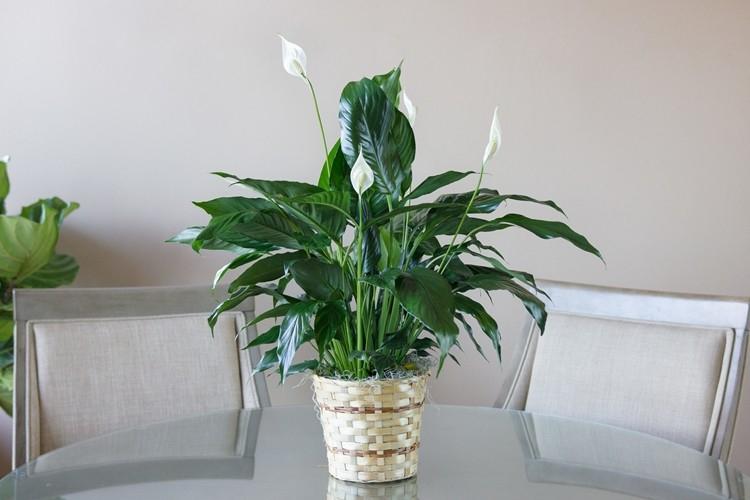 Spathiphyllum (60 fotó): az ellátás típusai és jellemzői