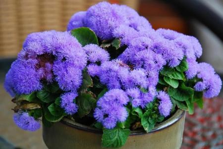 Ageratum (70 photos): types et caractéristiques des soins