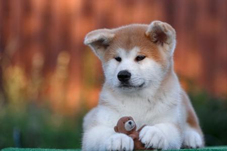 Akita Inu: a fajta leírása, karaktere és gondozása (60 fotó)