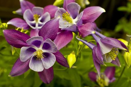 Aquilegia (80 photos): types et caractéristiques des soins