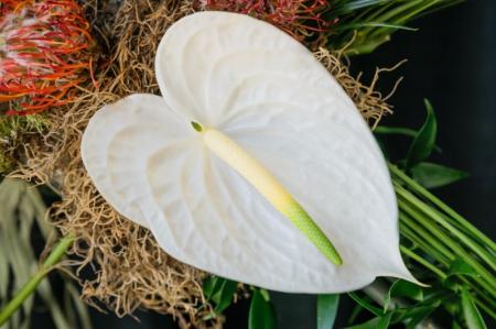 Anthurium (75 photos): types et soins appropriés