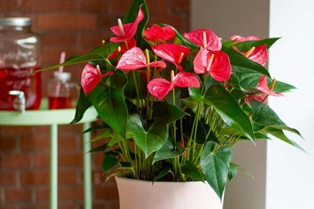 Anthurium: otthoni ápolás, szaporodás és transzplantáció