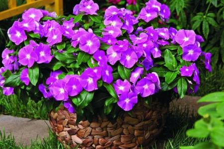 Periwinkle (60 photos): varieties, care and cultivation