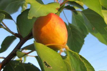 Maladies de la feuille d'abricot: descriptions avec photos, traitement