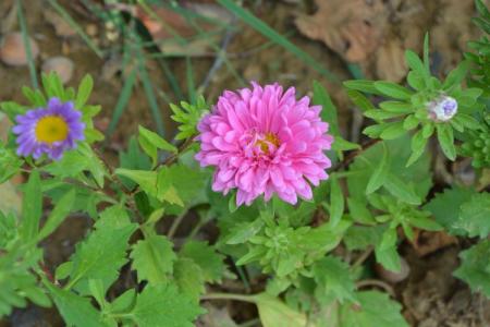 Leaf diseases in asters: descriptions with photos, treatment