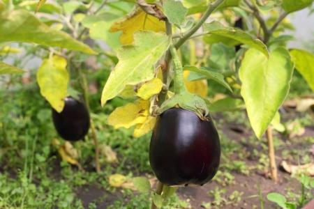 Maladies des feuilles de l'aubergine: descriptions avec photos, traitement