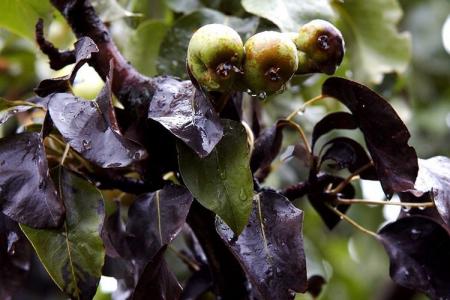 Maladies des feuilles de poirier: descriptions avec photos, traitement