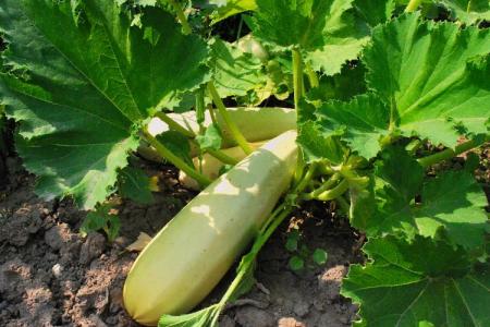 Maladies des feuilles des courgettes: descriptions avec photos, traitement