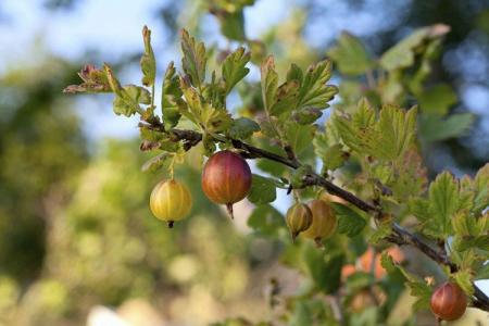 Maladies des feuilles du groseillier: descriptions avec photos, traitement