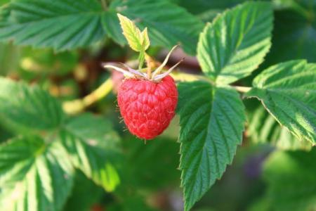 Raspberry leaf diseases: descriptions with photos, treatment