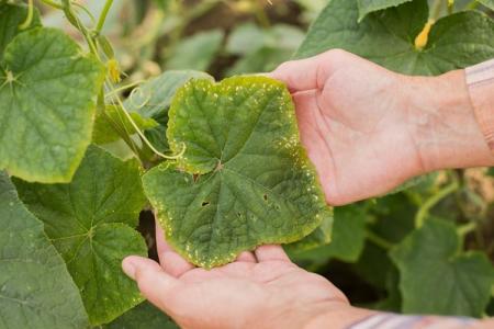 Leaf diseases in cucumbers: descriptions with photos, treatment