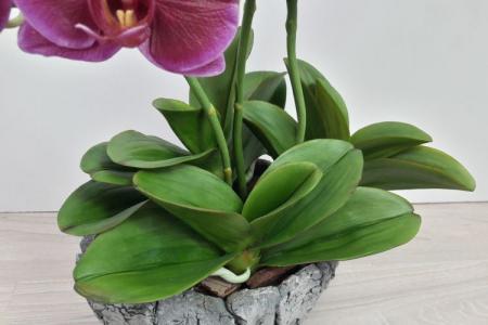 Orchid leaf diseases: descriptions with photos, treatment