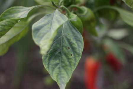 A paprika leveleinek betegségei: leírások fotókkal, kezelés