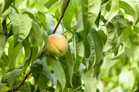 Peach leaf diseases: descriptions with photos, treatment