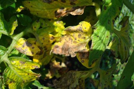 Maladies des feuilles des tomates: descriptions avec photos, traitement