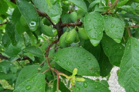 Maladies des feuilles de prunier: descriptions avec photos, traitement