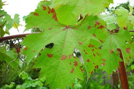 Diseases of grape leaves: descriptions with photos, treatment