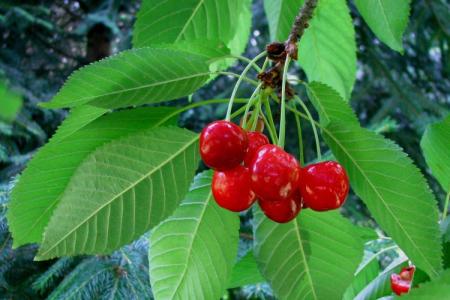 Cherry leaf diseases: descriptions with photos, treatment